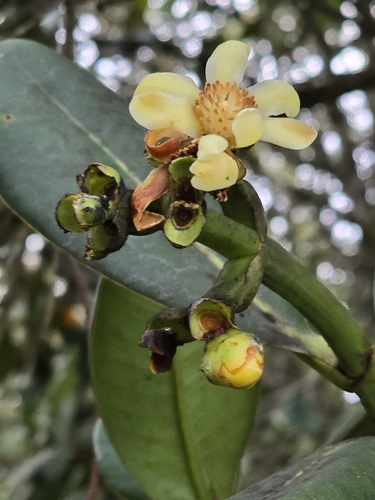 Clusia multiflora, photograph 3