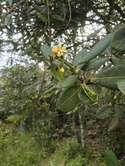 Clusia multiflora, photograph (c) Alan Rockefeller, some rights reserved (CC BY)