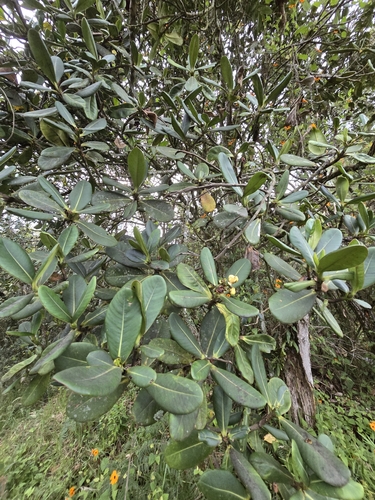 Clusia multiflora, photograph 5