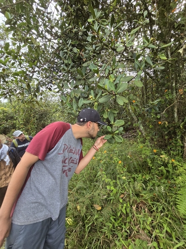 Clusia multiflora, photograph 6