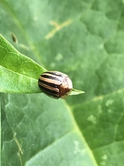 Agroiconota bivittata