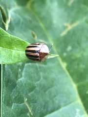 Agroiconota bivittata