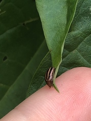 Agroiconota bivittata