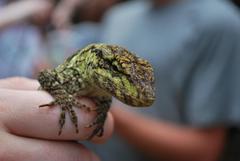 Anolis petersii