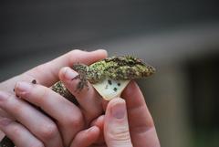 Anolis petersii