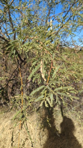 Prosopis velutina