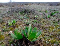 Bulbine latifolia