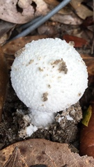 Amanita longipes
