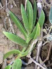 Carpobrotus dimidiatus