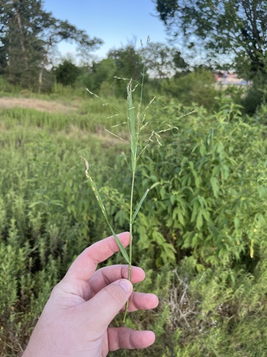 West Indian panicgrass (Panicum diffusum)