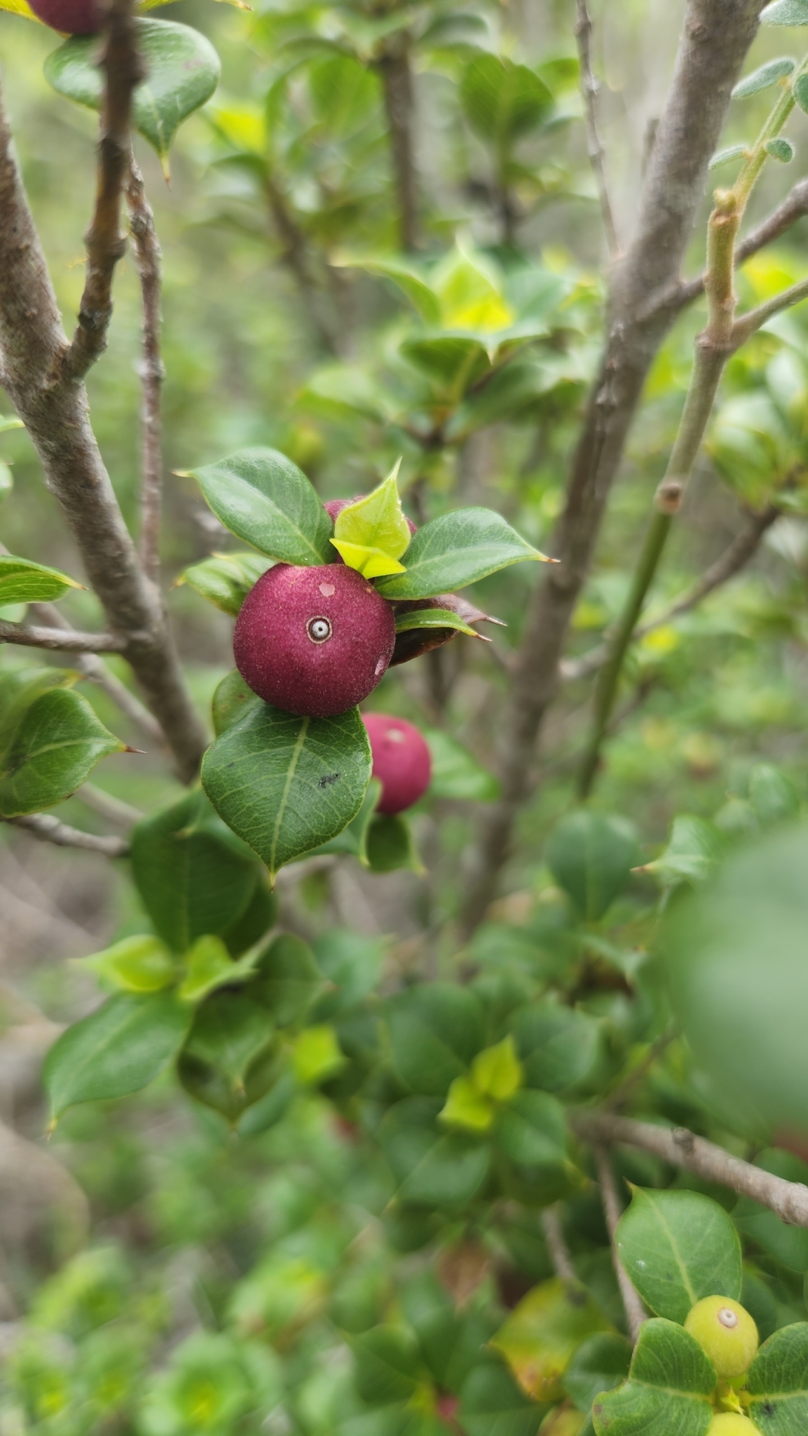 Guettarda pungens