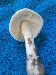 Amanita longipes