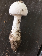 Amanita longipes