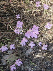 Clarkia dudleyana