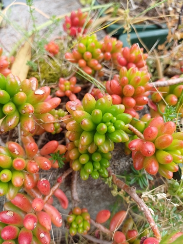Sedum pachyphyllum