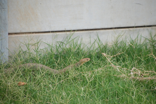 Eastern Brown Snake sighting