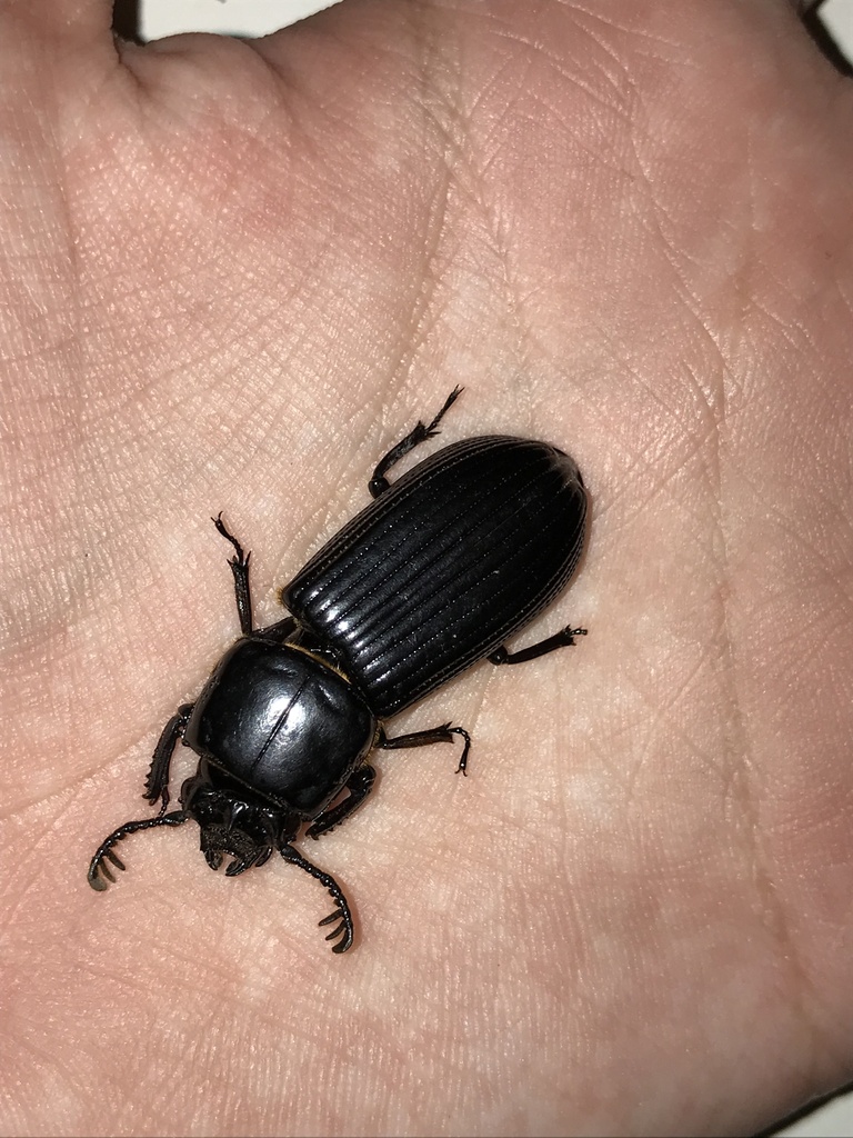 Passalus punctiger
