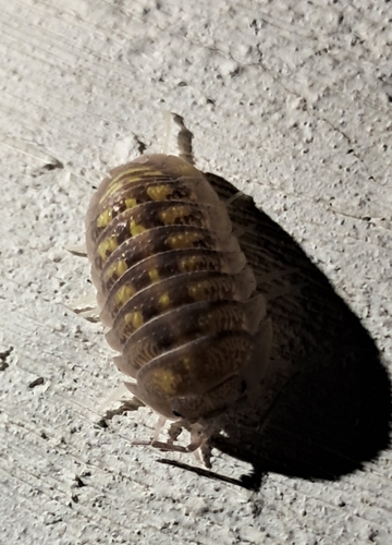 Granulated Pill Woodlouse