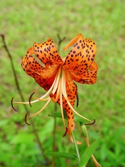 Lilium lancifolium