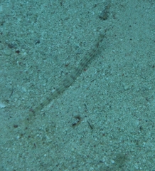 Corythoichthys flavofasciatus