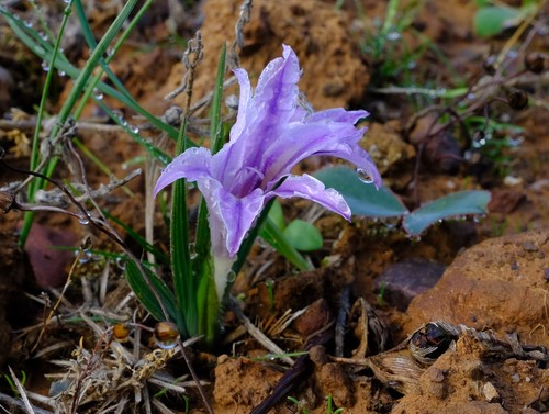 Winter Bobbejaantjie (Babiana pauciflora)