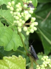 Tettigidea lateralis