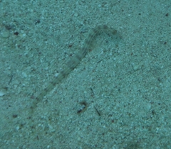 Corythoichthys flavofasciatus