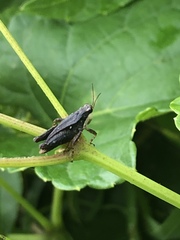 Tettigidea lateralis