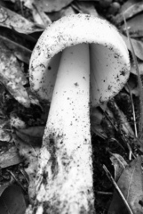 Amanita vaginata vaginata