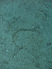 Corythoichthys flavofasciatus