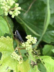 Tettigidea lateralis