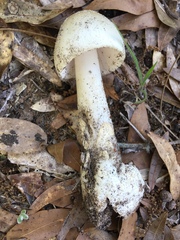 Amanita vaginata vaginata