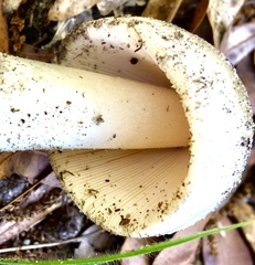 Amanita vaginata vaginata