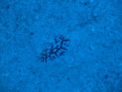 Phyllidia multifaria