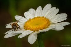 Leucanthemum × superbum