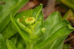 Leucanthemum × superbum