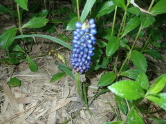 Amorphophallus henryi