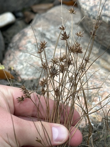 Image of Juncus nodosus by no rights reserved