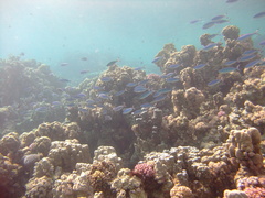 Caesio suevica