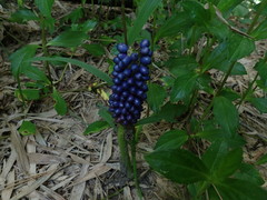 Amorphophallus henryi