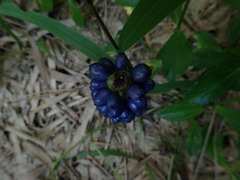 Amorphophallus henryi