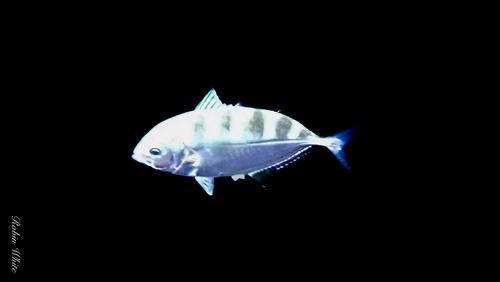 Uraspis, 2024-11-07