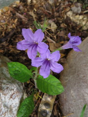 Ruellia nudiflora
