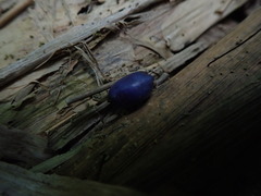 Amorphophallus henryi
