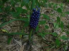 Amorphophallus henryi