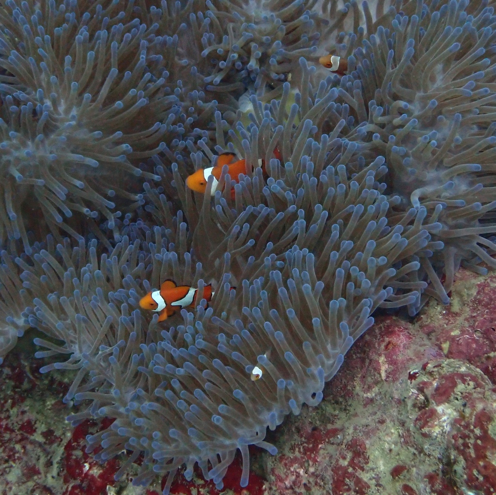 blackfinned clownfish