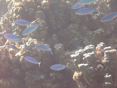 Caesio suevica