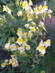 Linaria vulgaris