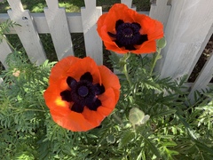 Papaver × pseudo-orientale