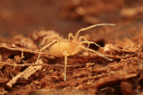 Fumontana deprehendor photo 4
